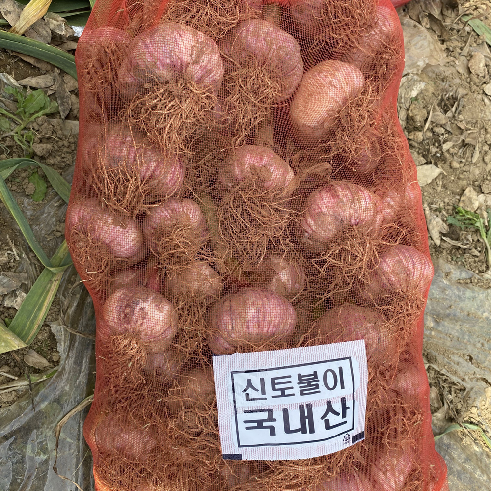 2026 햇마늘 산지직송 국내산 통마늘 제철 생마늘 1kg - 상품 이미지