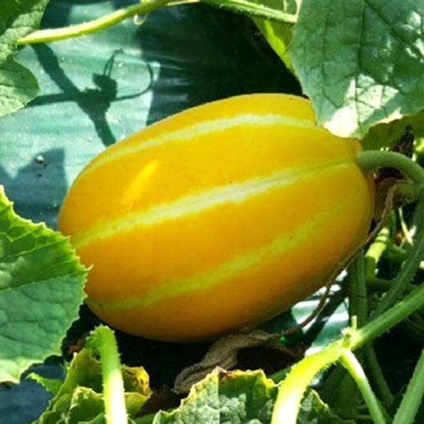 성주 꿀 참외 당도보장 산지직송 로얄과 3kg 5kg 10kg - 상세 이미지 4