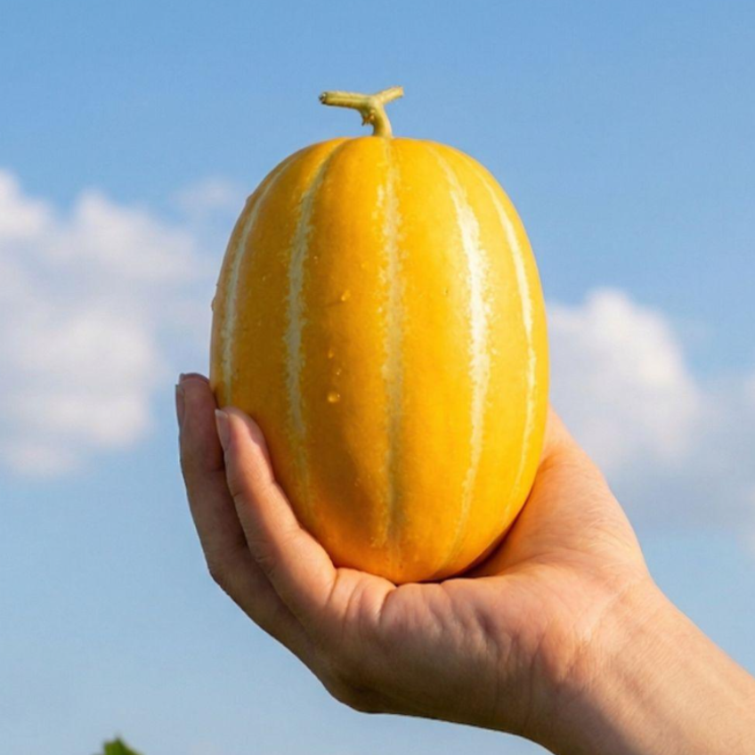 성주 꿀 참외 당도보장 산지직송 로얄과 3kg 5kg 10kg 이미지 8
