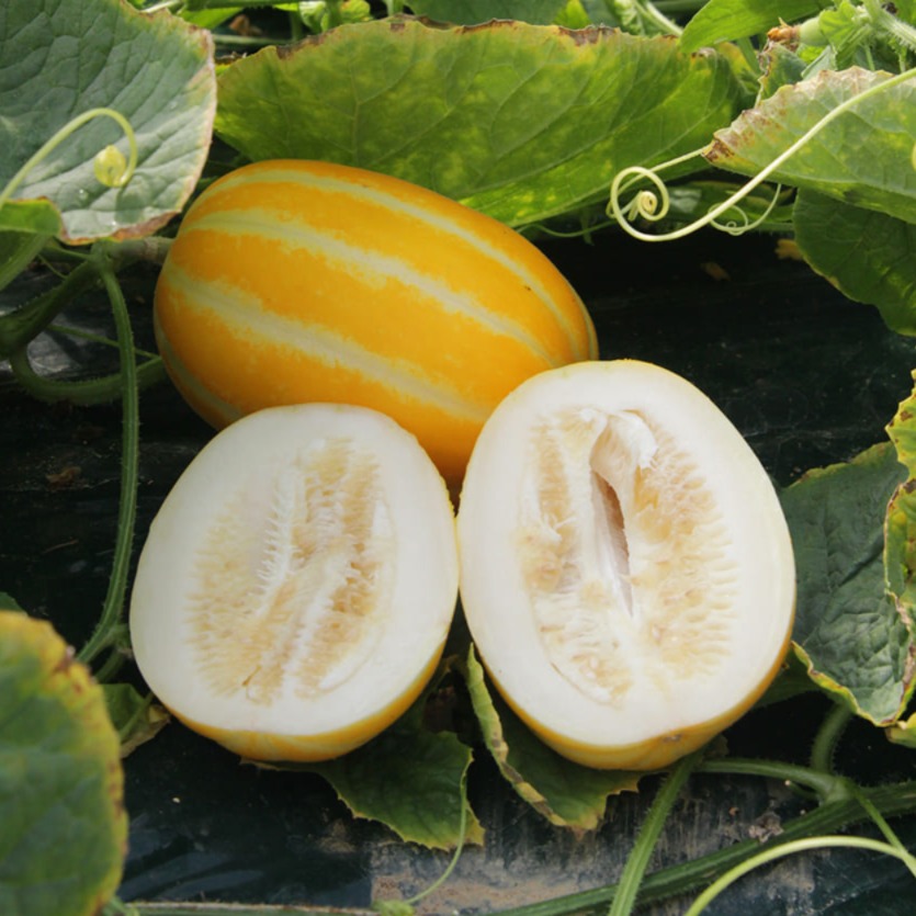 성주 꿀 참외 당도보장 산지직송 로얄과 3kg 5kg 10kg - 상세 이미지 5