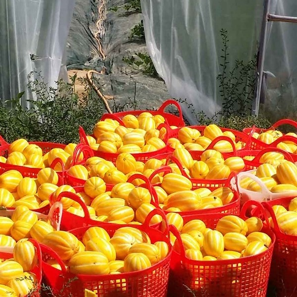 성주 꿀 참외 당도보장 산지직송 로얄과 3kg 5kg 10kg 이미지 7