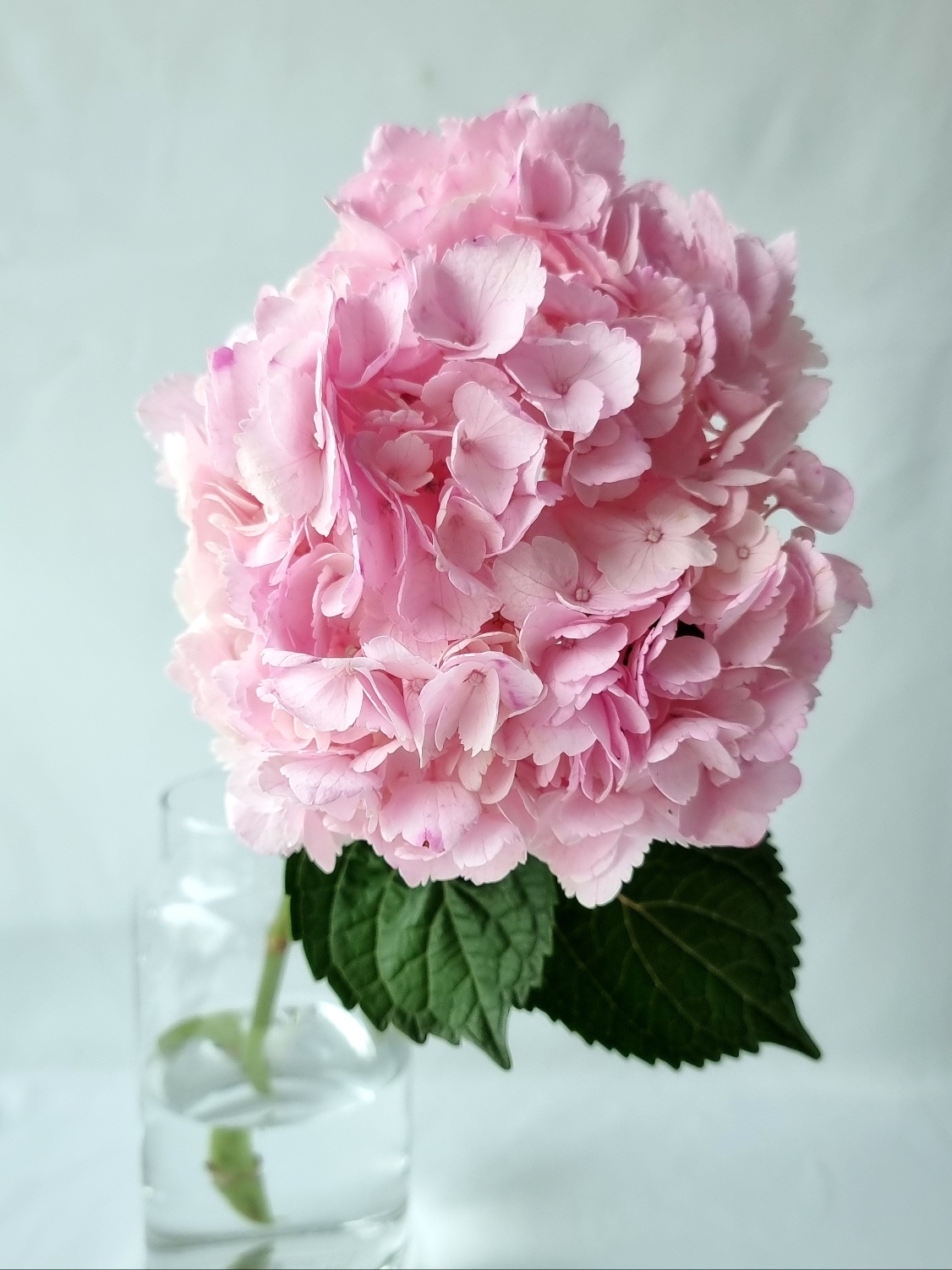 블루 핑크 수국 한송이 생화 택배 여름 계절꽃 생일 감사 선물 온라인꽃집 라운드블루미 이미지 8