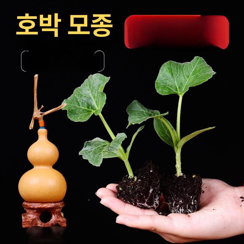 공중뿌리 번식볼 투명 루팅 기구 발근 커버 식물 번식 배양 장치 뿌리내림 재배용 취목 - 상세 이미지 3