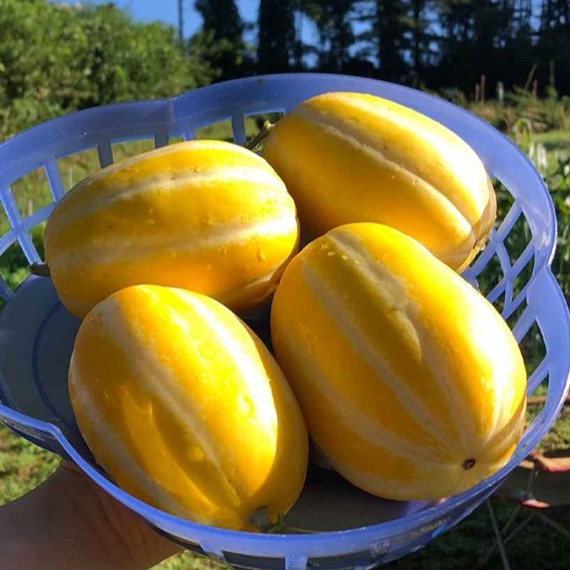 성주 꿀 참외 당도보장 산지직송 로얄과 3kg 5kg 10kg - 상세 이미지 3
