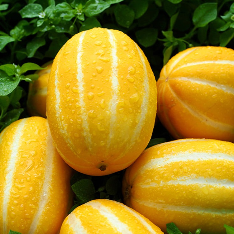 성주 꿀 참외 당도보장 산지직송 로얄과 3kg 5kg 10kg - 상세 이미지 2