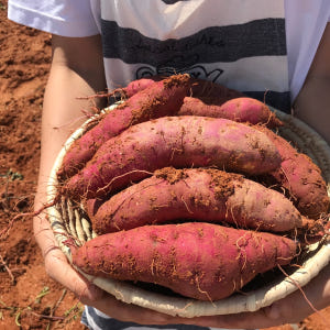 해남 꿀 고구마 베니하루카 세척 3,5kg 호박 고구마 밤 고구마 맛있게 먹은 솔직 후기 - 상품 이미지 3