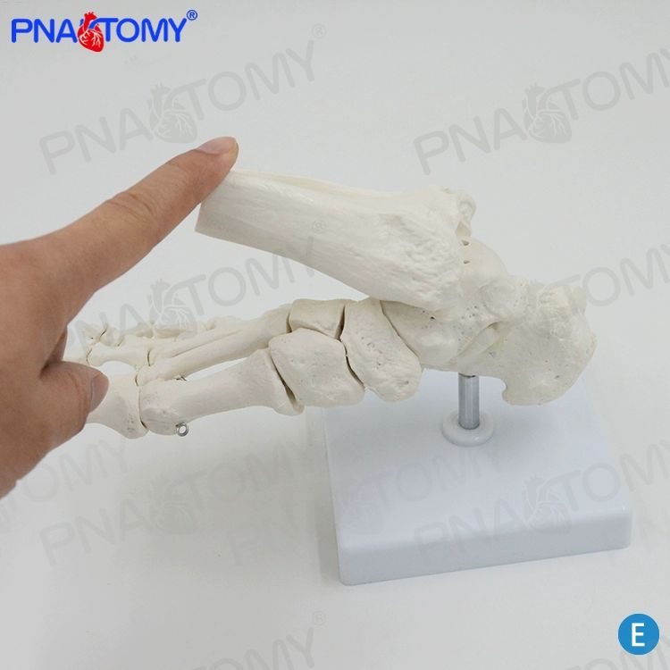 교육용 인체모형 정형외과 교구 발뼈모형 해부학 과학 학습 인체구조 발목인대 발관절 - 상세 이미지 3