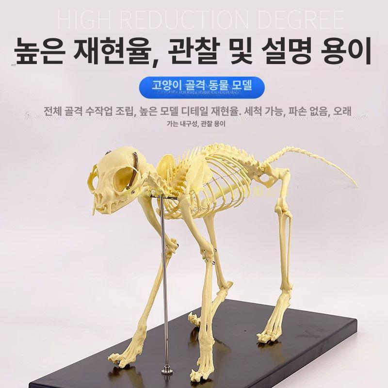 강아지 모형 골격 해부학 동물 실습 수의사 표본 해골 교육 두개골 수의학과 학습 - 상세 이미지 4