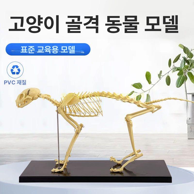 강아지 모형 골격 해부학 동물 실습 수의사 표본 해골 교육 두개골 수의학과 학습 - 상세 이미지 2