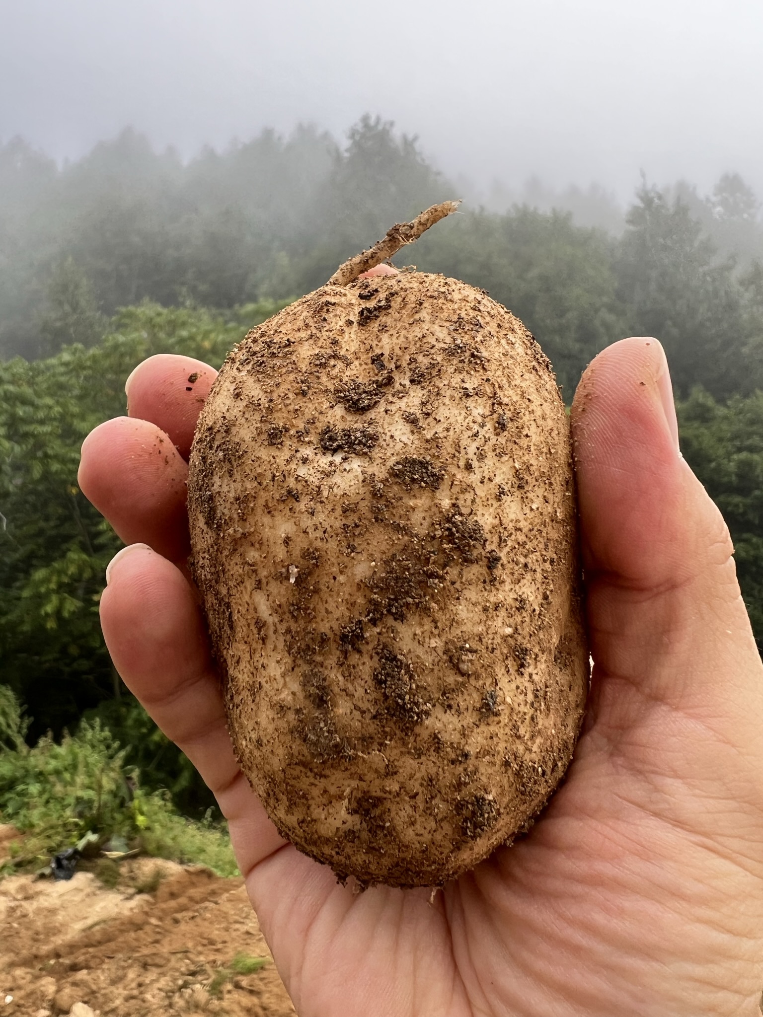 햇감자 수미 감자 5kg, 10kg 이미지 6