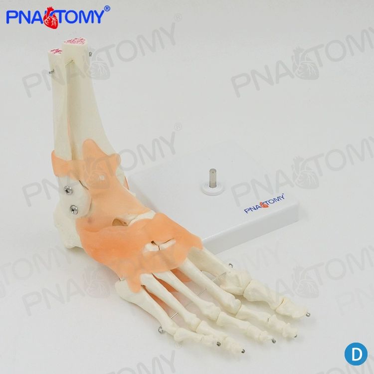 교육용 인체모형 정형외과 교구 발뼈모형 해부학 과학 학습 인체구조 발목인대 발관절 - 상세 이미지 5