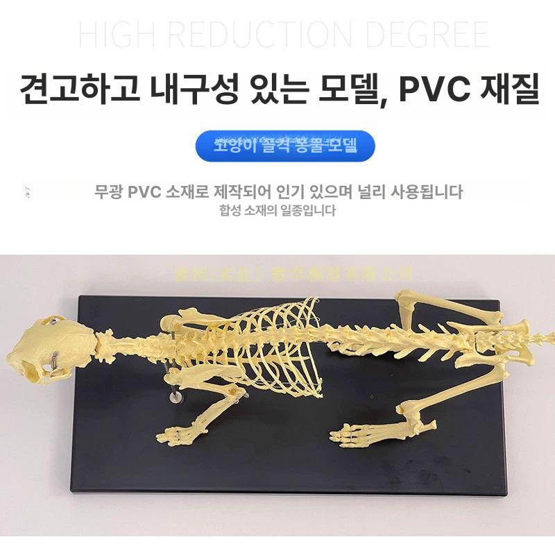 강아지 모형 골격 해부학 동물 실습 수의사 표본 해골 교육 두개골 수의학과 학습 - 상세 이미지 5