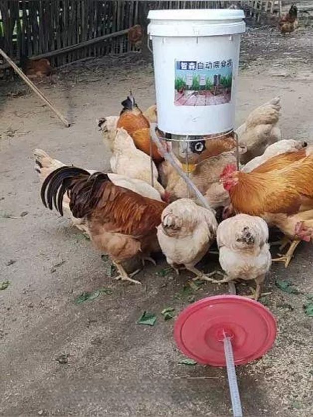 자동 닭 모이 급여기 공급기계 조류 오리 디스펜서 피더기 먹이 양계장 사료통 급식기 - 상세 이미지 3