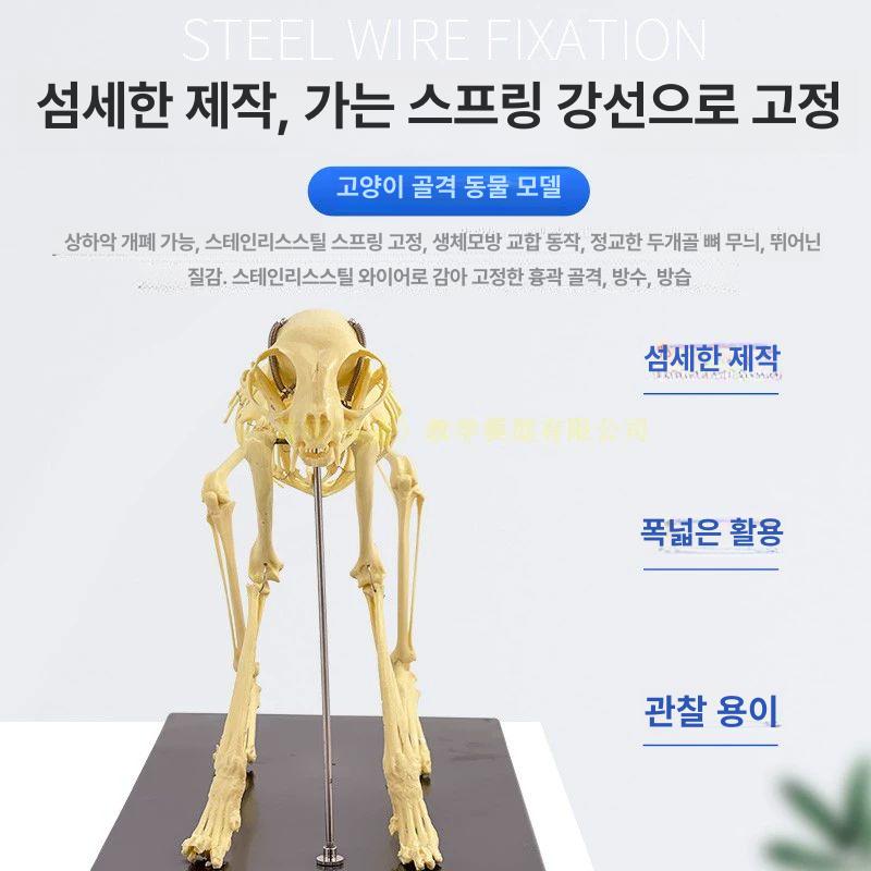 강아지 모형 골격 해부학 동물 실습 수의사 표본 해골 교육 두개골 수의학과 학습 - 상세 이미지 3