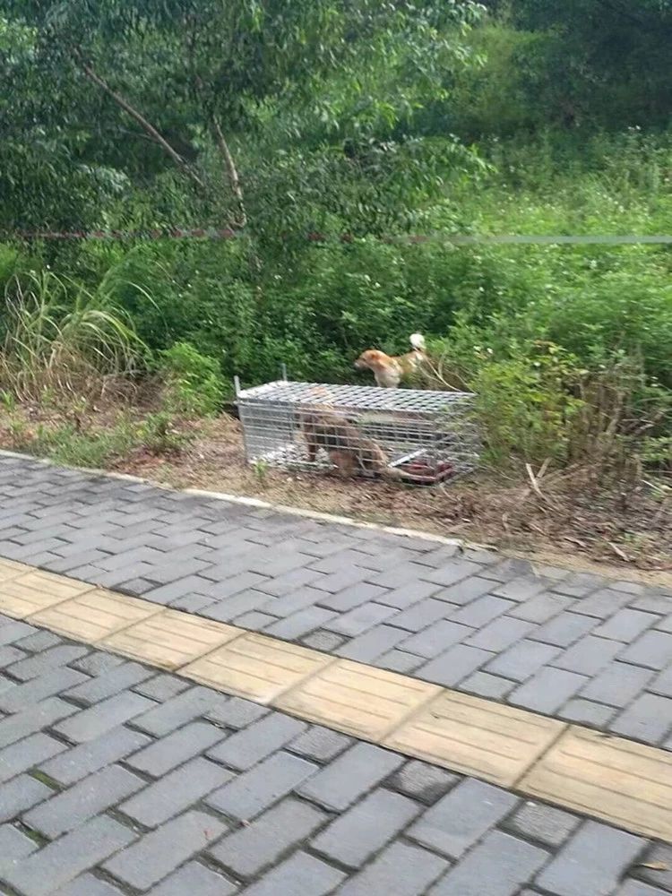 통덫 포획틀 특대형 포획망 야생 고양이 케이지 유기견 도어 아연도금 강아지 - 상세 이미지 2