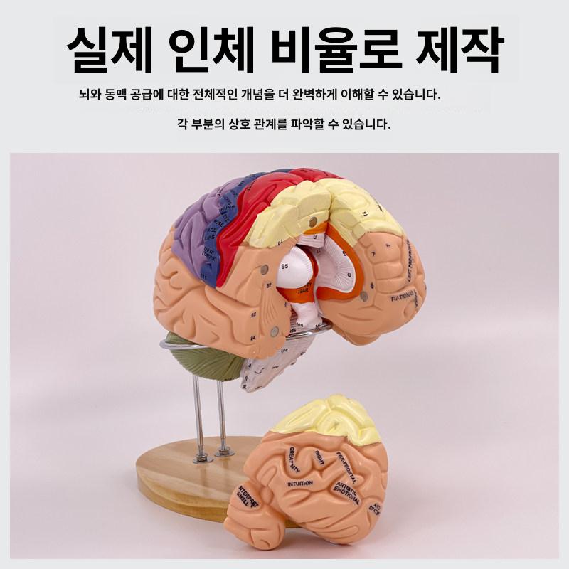 해부학 두개골모형 머리뼈 교육 모델 교구 표본 인체모형 교습 해골모형 실습용 - 상세 이미지 2