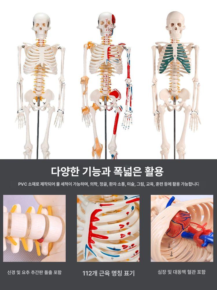 전신 인체모형 뼈구조 뼈모형 근육 교구 두개골 척추 골격모형 성인해골 해골표본 - 상세 이미지 3