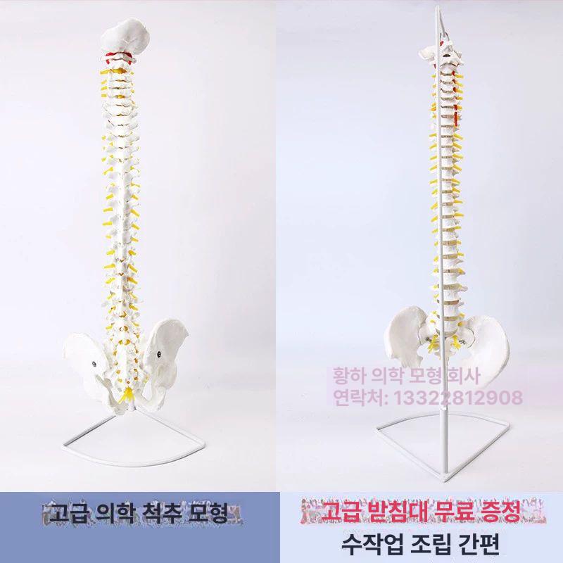 전신 뼈모형 척추 교구 관절 구조 교육용 인체모형 실습용 해골모형 골격모형 두개골 - 상세 이미지 4