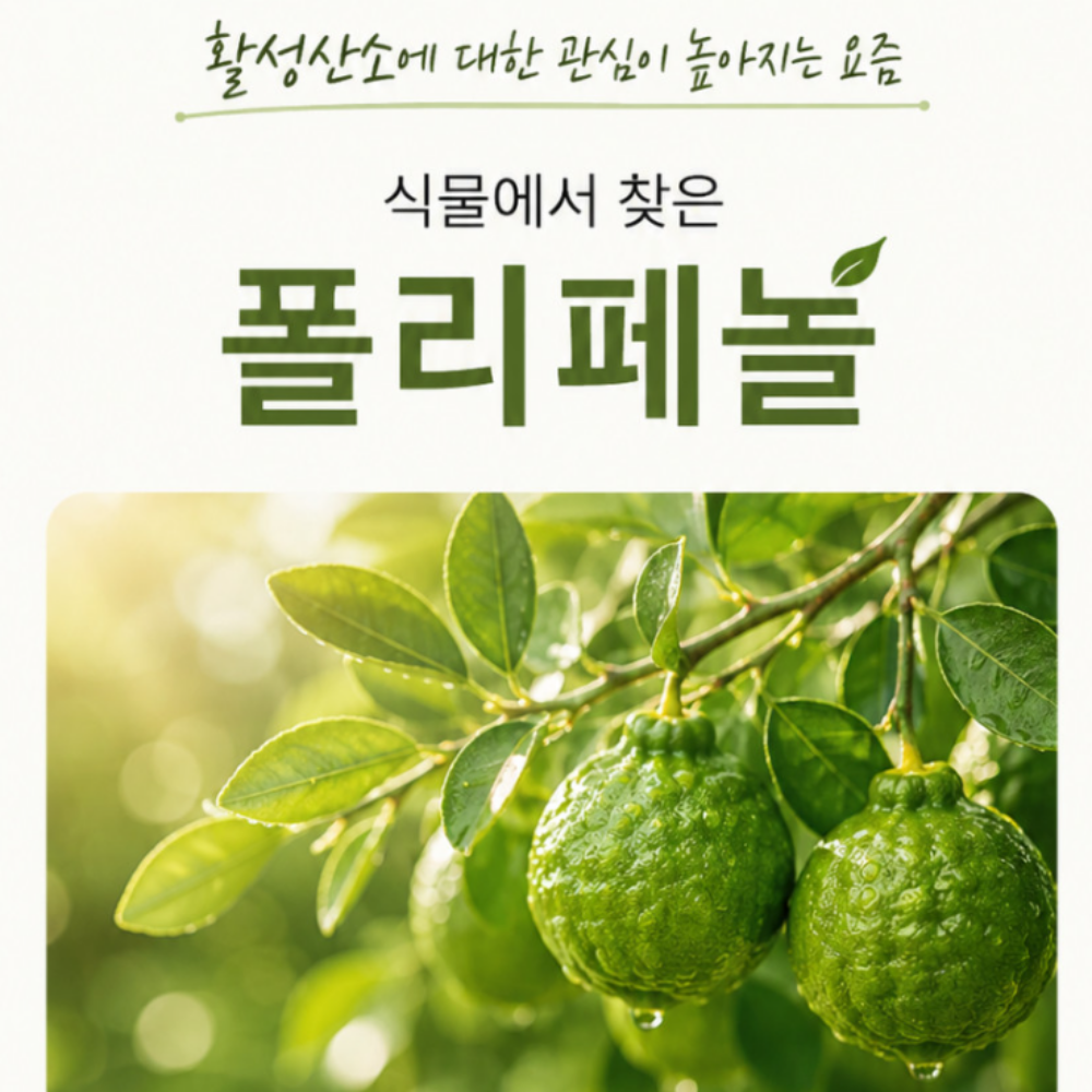 베르가못 지중해식단 폴리페놀 추출물 이미지 4
