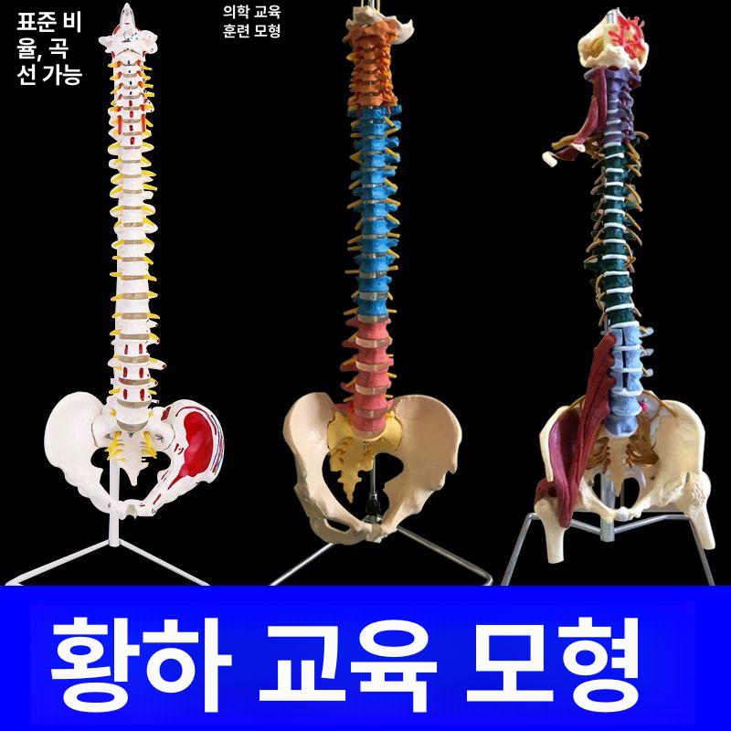전신 뼈모형 척추 교구 관절 구조 교육용 인체모형 실습용 해골모형 골격모형 두개골 - 상세 이미지 3