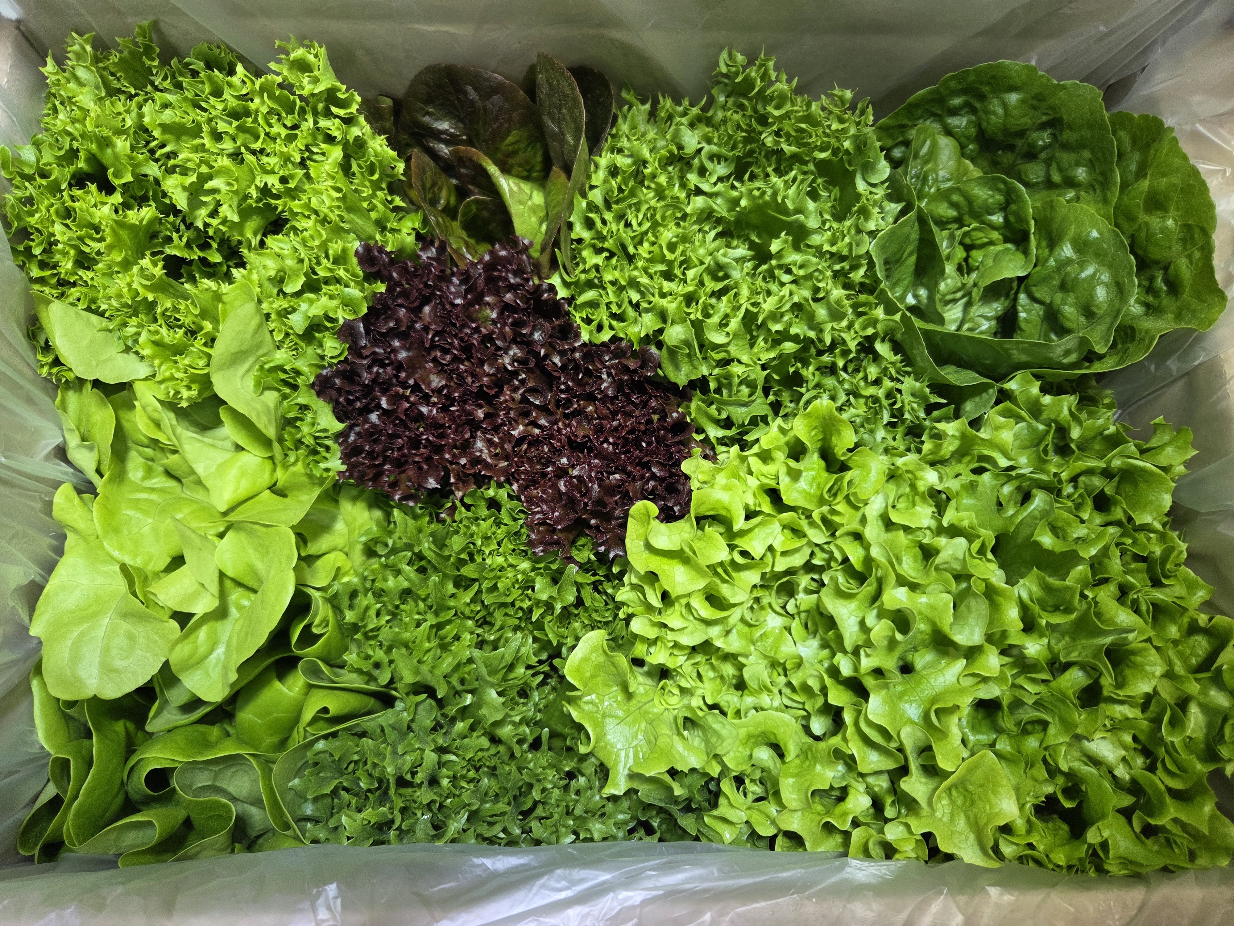풀하우스농장 무농약 유럽종 치유샐러드 쌈채소 500g 1kg 당일수확 배송 - 상품 이미지