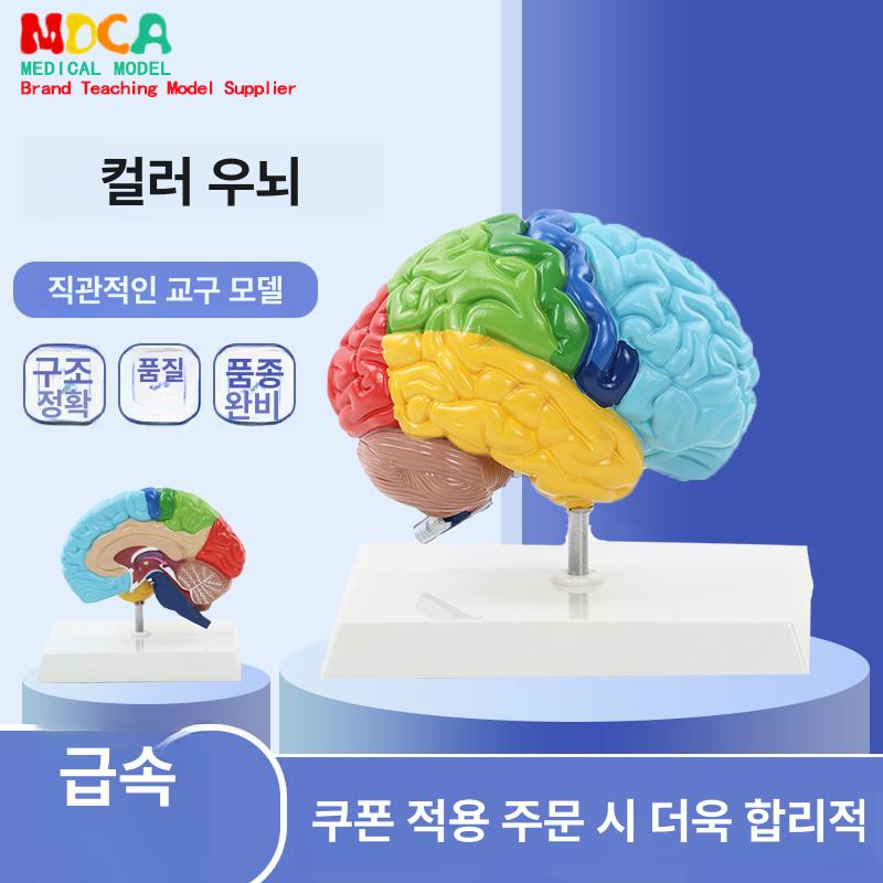 교육 조립 인체모형 키트 과학 뇌 실습 내부 모형도 신체 골격 구조 프라모델 기관 - 상세 이미지 2
