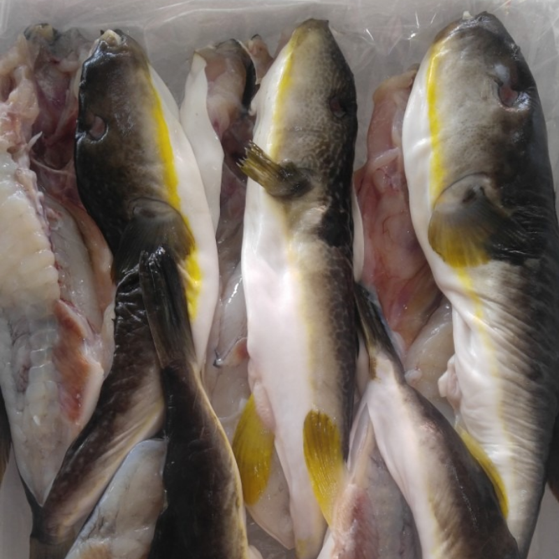 자연가득 손질 생물 밀복 2kg 2-4미내외 /손질 후 1.2-1.5kg 곤이 포함 이미지 7