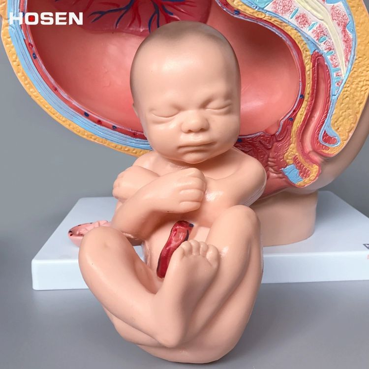교육용 생식기모형 인체 성교육 해부학 비뇨기과 골반 태아발달 초등학교 자궁 과학실 - 상세 이미지 4