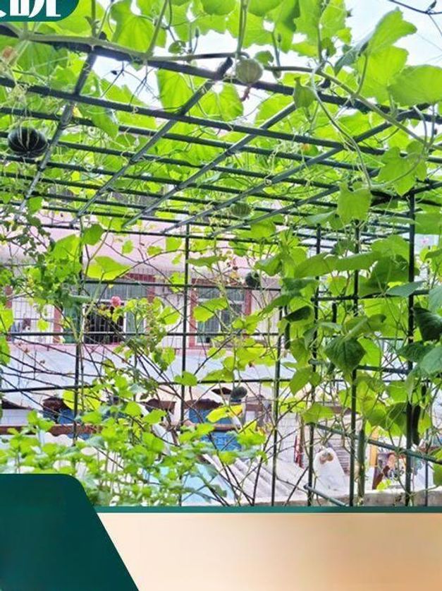 포도나무 넝쿨지지대 덩굴 지주대 프레임 철사 아치 덩쿨 식물지지대 고정 막대 - 상세 이미지 2