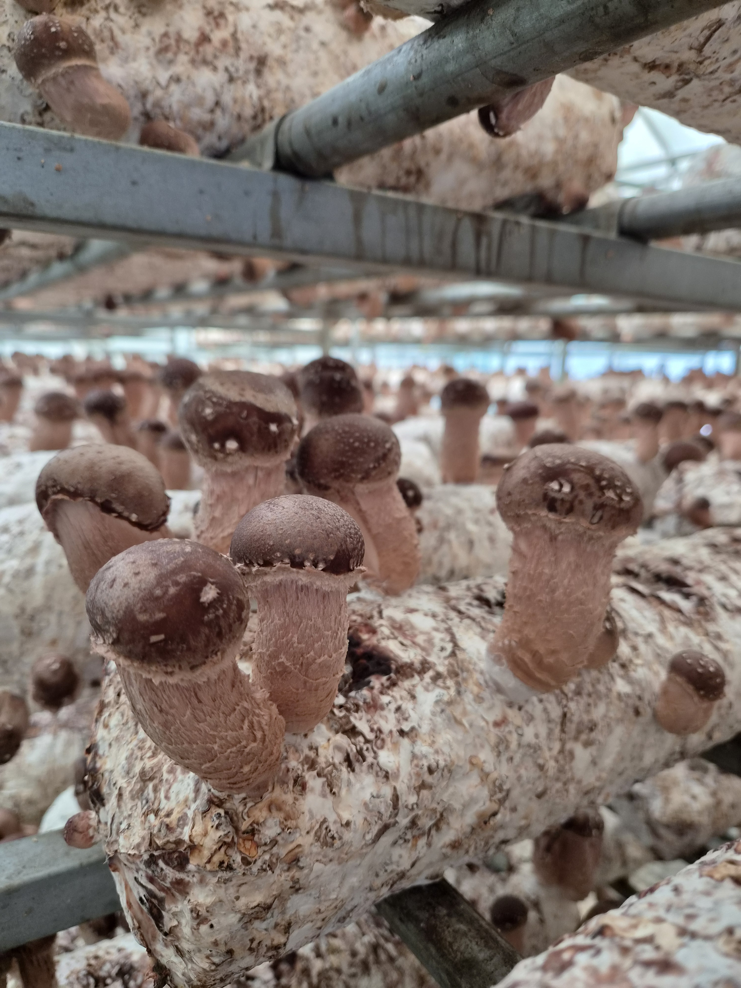 꼼지락농부의 참송이버섯 실속형 500g(가정용250g+고급형250g) - 상세 이미지 4