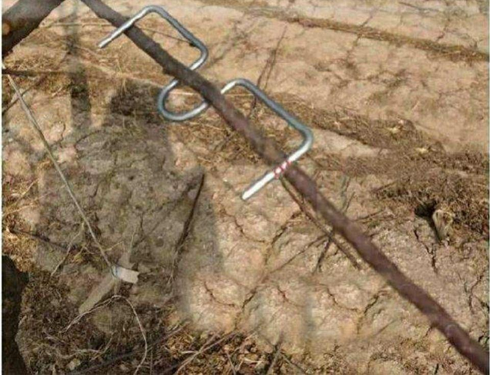 나무가지 고추대클립 지주대 가지유인 과수원 나뭇가지지지대 화초 고정기구 - 상세 이미지 2