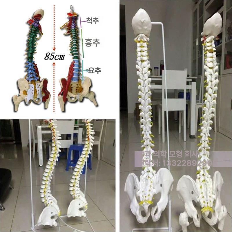 전신 뼈모형 척추 교구 관절 구조 교육용 인체모형 실습용 해골모형 골격모형 두개골 - 상세 이미지 5