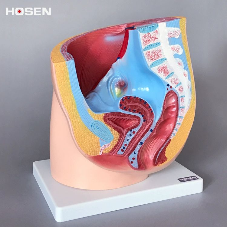 교육용 생식기모형 인체 성교육 해부학 비뇨기과 골반 태아발달 초등학교 자궁 과학실 - 상세 이미지 5
