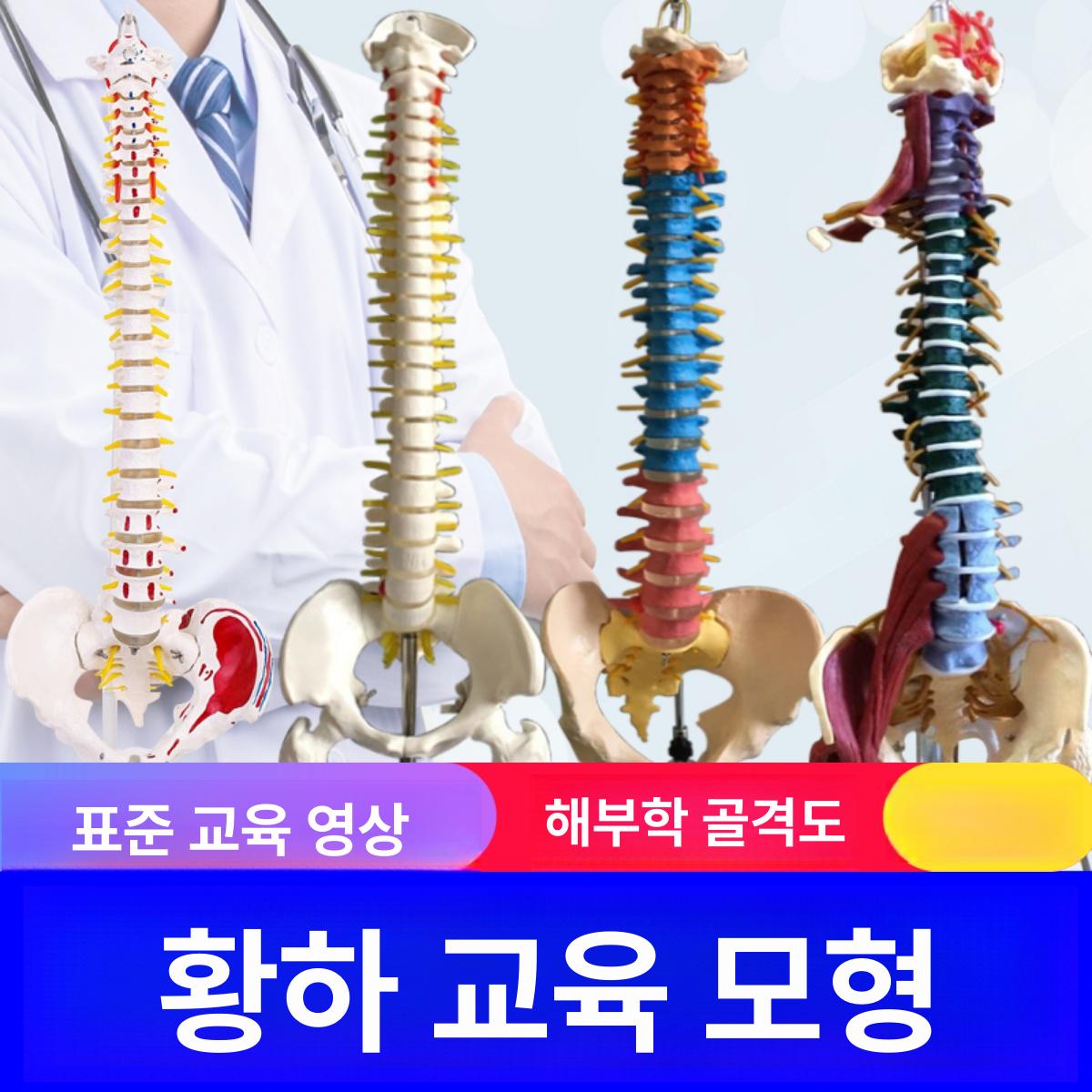 전신 뼈모형 척추 교구 관절 구조 교육용 인체모형 실습용 해골모형 골격모형 두개골 - 상세 이미지 2