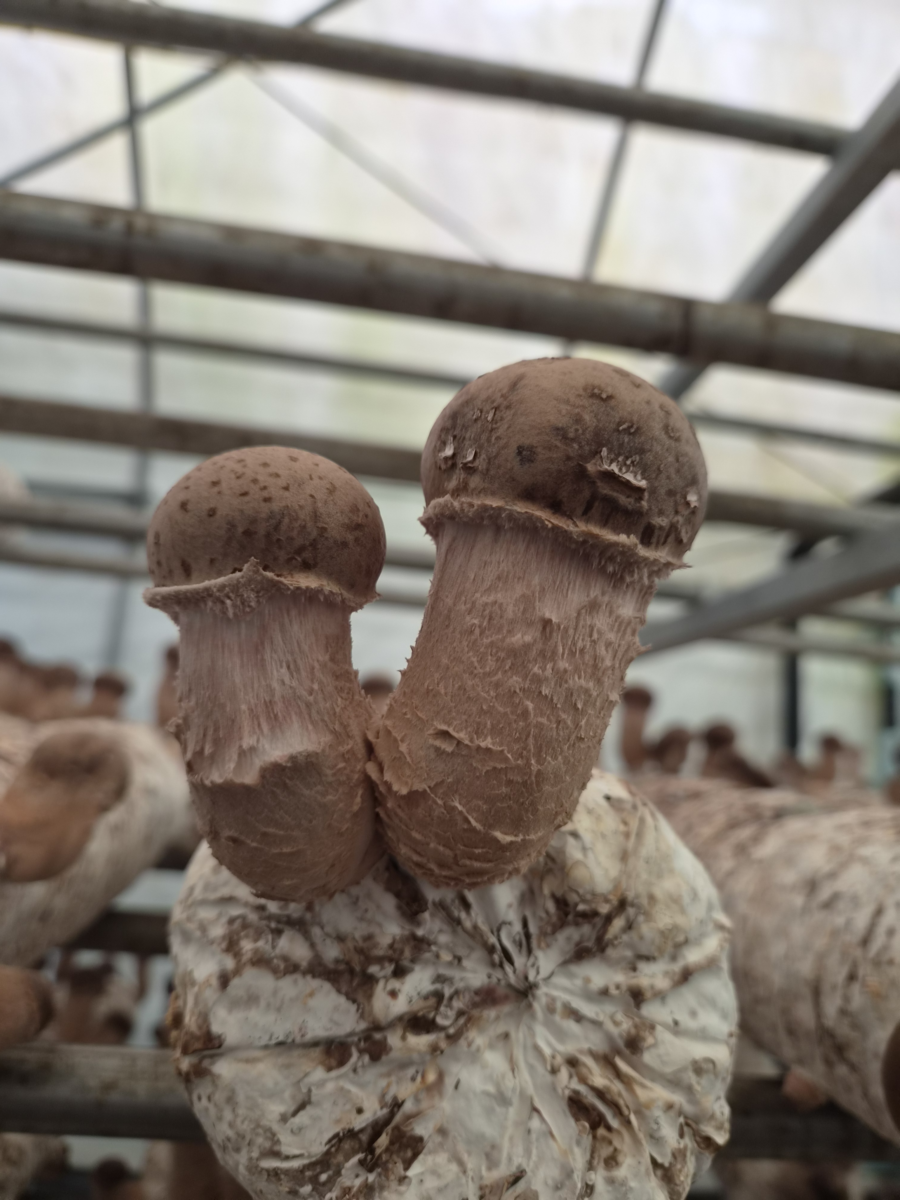 꼼지락농부의 참송이버섯 실속형 500g(가정용250g+고급형250g) - 상세 이미지 3