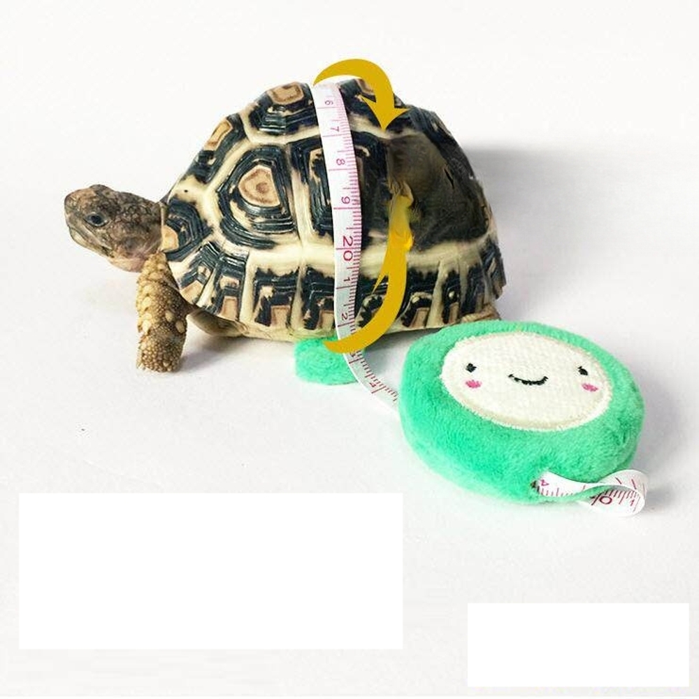 거북이 산책끈 애완거북이 부드러운 가슴하네스 조끼 튼튼한 리드줄 외출 가죽 - 상세 이미지 2