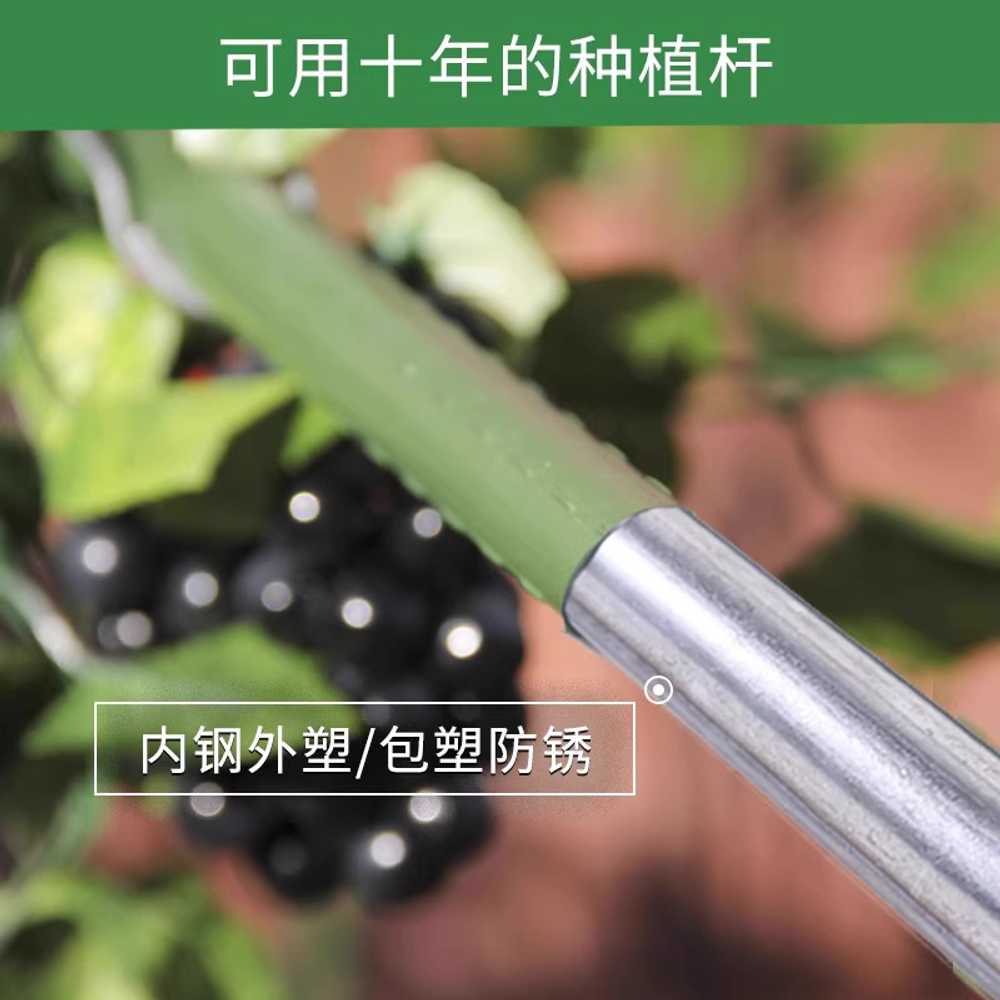 포도나무 넝쿨 지지대 채소 재배 하우스 강낭콩 받침대 8mm 75cm - 상세 이미지 4