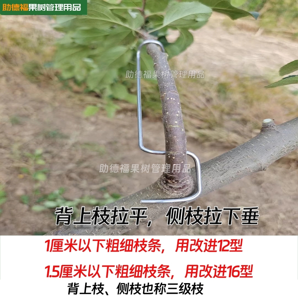 나무 유인추 고정 과수자재 사과 과일 나뭇가지 클립 개선12형 100개 - 상세 이미지 5