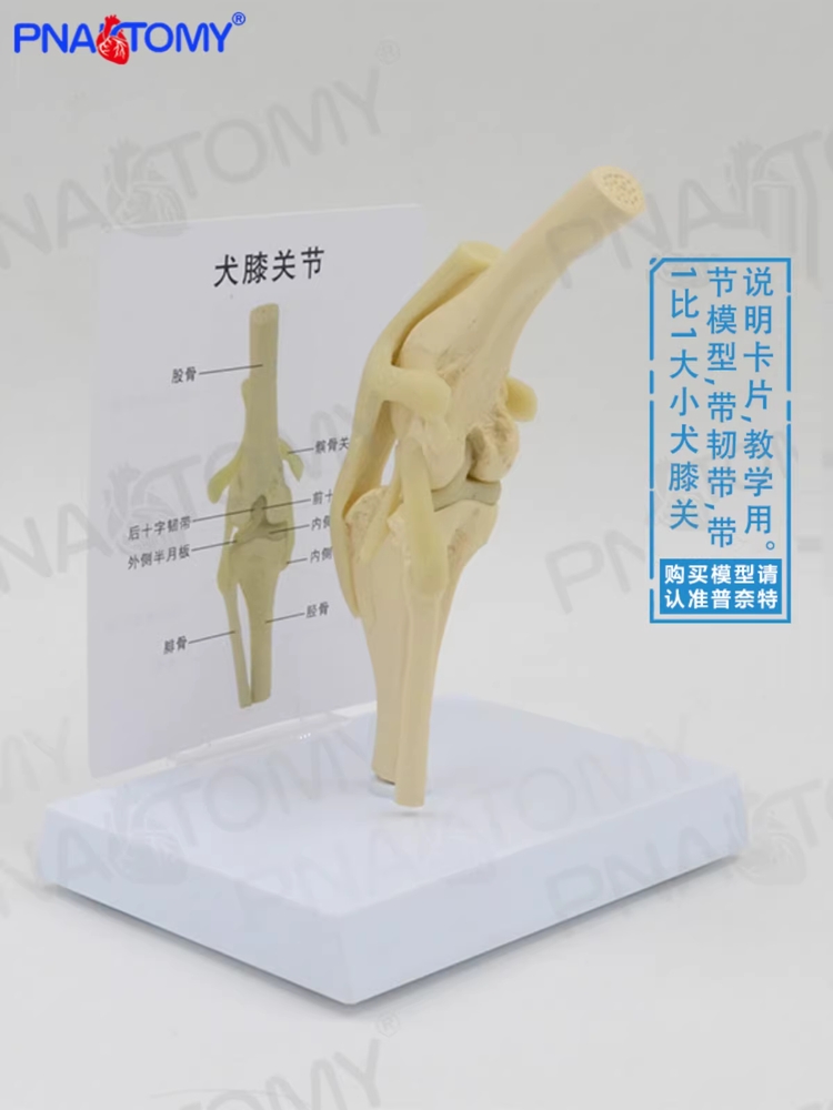강아지뼈모형 슬개골 해골 해부학 실습 교구 교육 PVC 무릎관절 - 상세 이미지 4