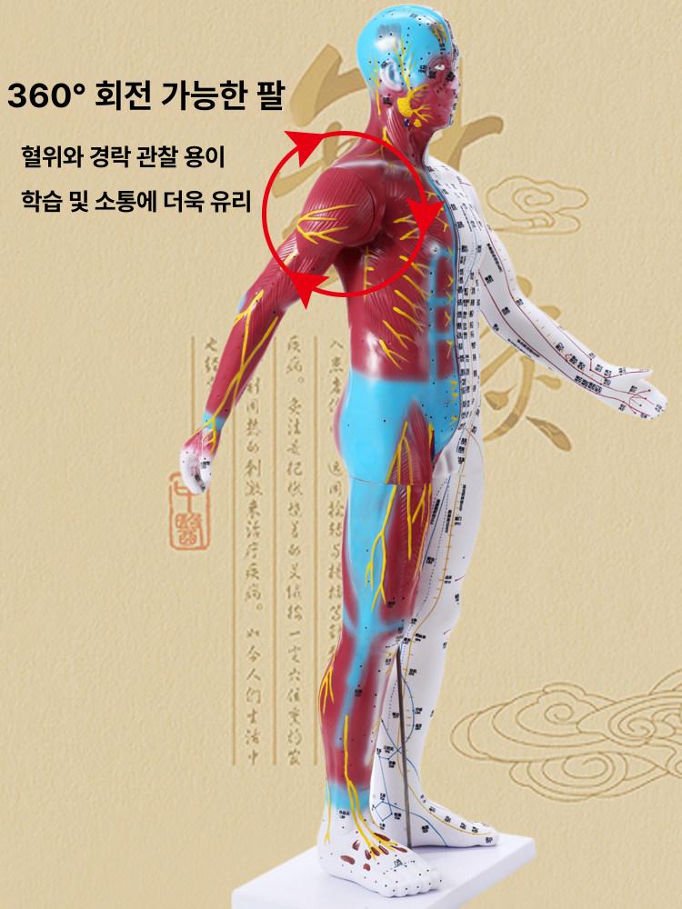 교육용 마네킹 인형 침술 남성 실습용 침구학 교구 경혈 전신 해부 연습용 얼굴 - 상세 이미지 3