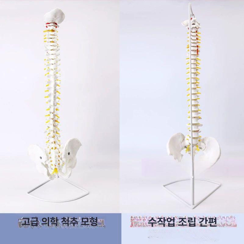 실습 척추모형 추간판 관절 교육용 과학실 디스크 구조 - 상세 이미지 3