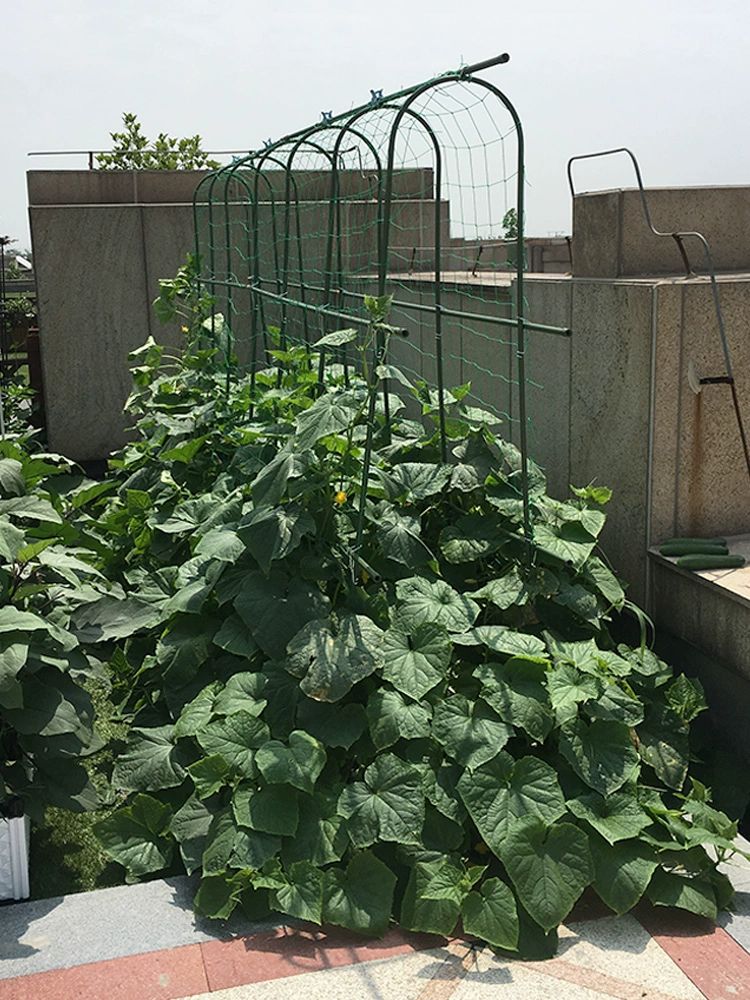 농작물 고정대 지주대 과수원 지지대 식물 농업용 고리 원예용 묘목 정원 오이 고정기 - 상세 이미지 2