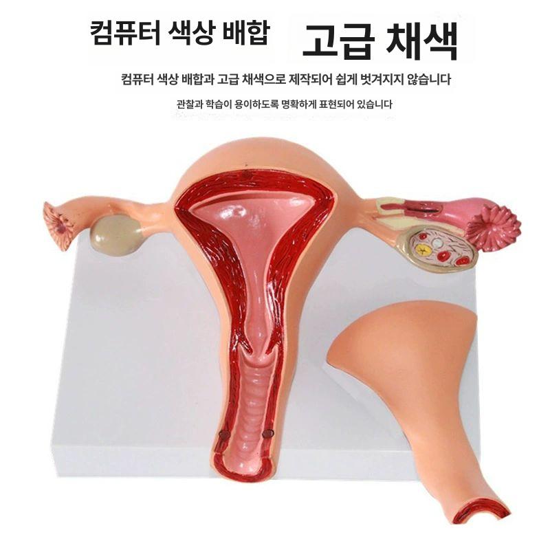 해부학 자궁모형 산부인과 모델 골반 생식기 실습 인체 교육용 난소자궁 - 상세 이미지 4