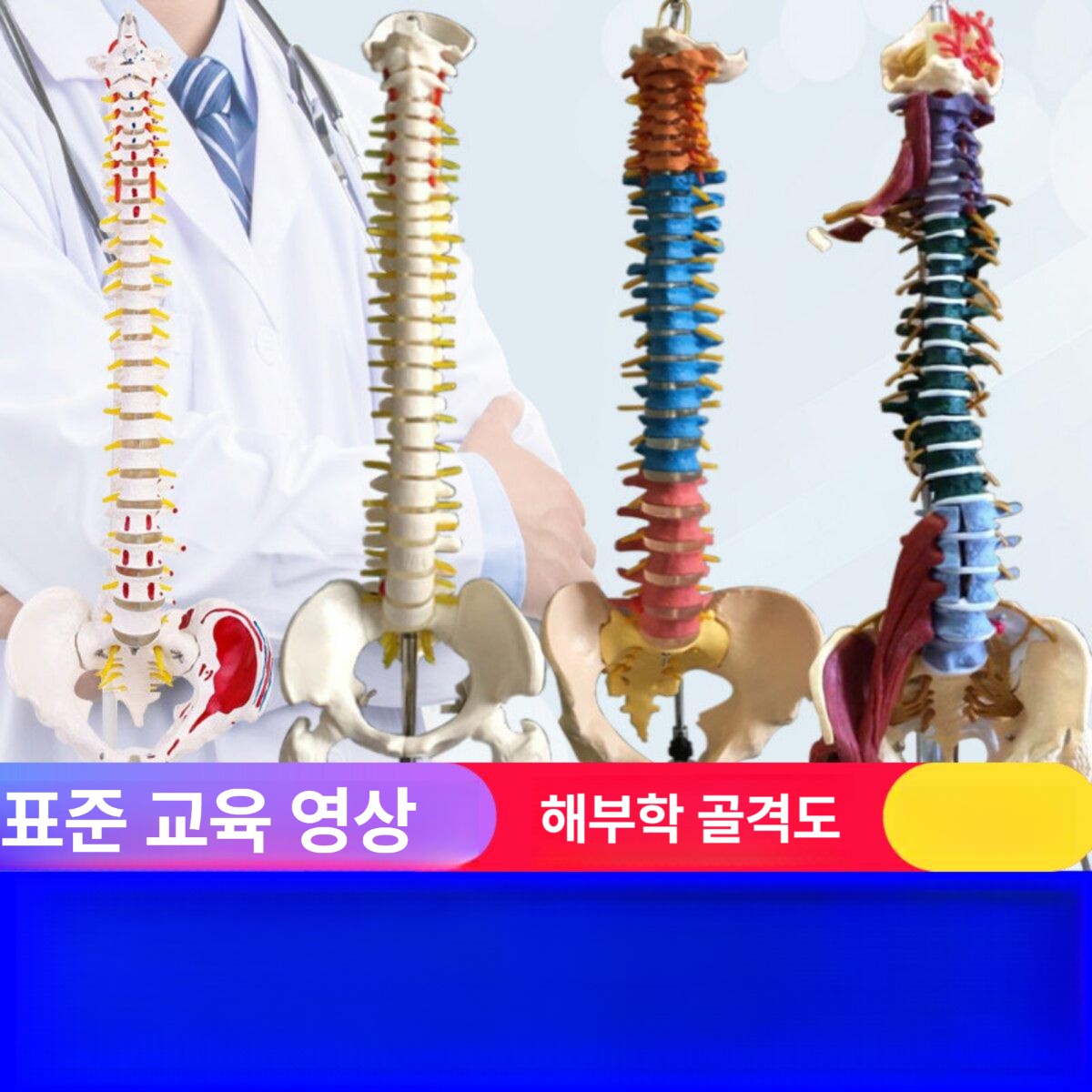 실습 척추모형 추간판 관절 교육용 과학실 디스크 구조 - 상세 이미지 2