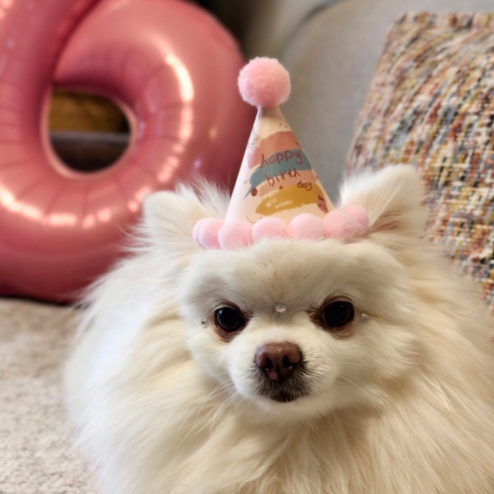 아이펫맘 강아지 고양이 생일 파티 고깔 모자 꼬깔 폼폼이 소품 - 상세 이미지 5