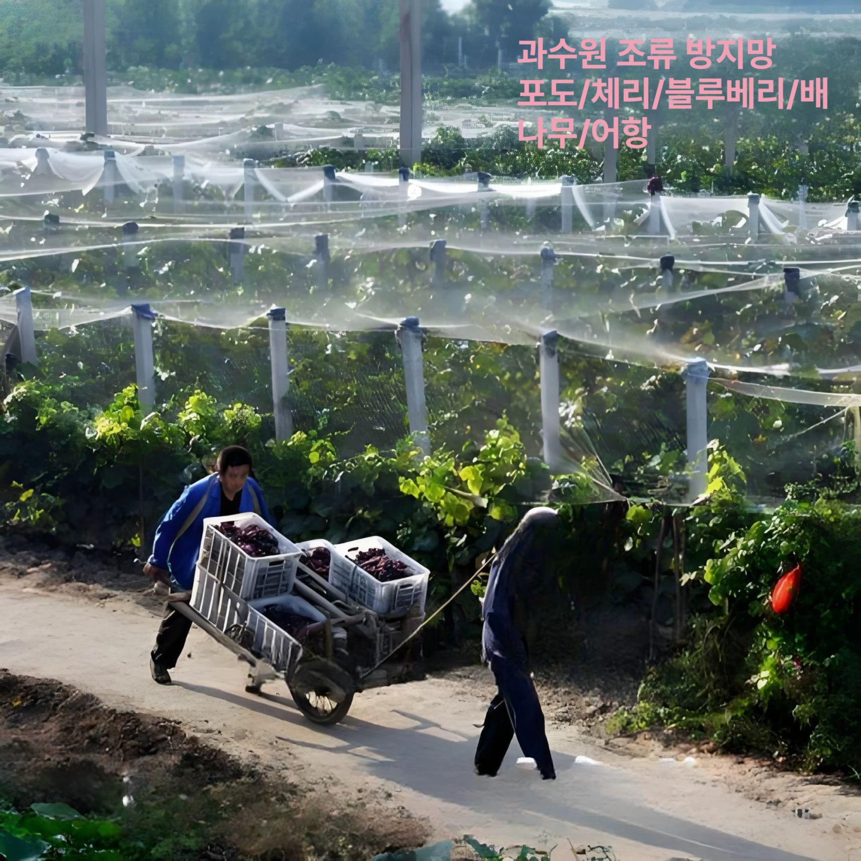 방조 농장 새그물망 퇴치 텃밭 비둘기 조류차단 과수 새망 농작물보호 식물 - 상세 이미지 3