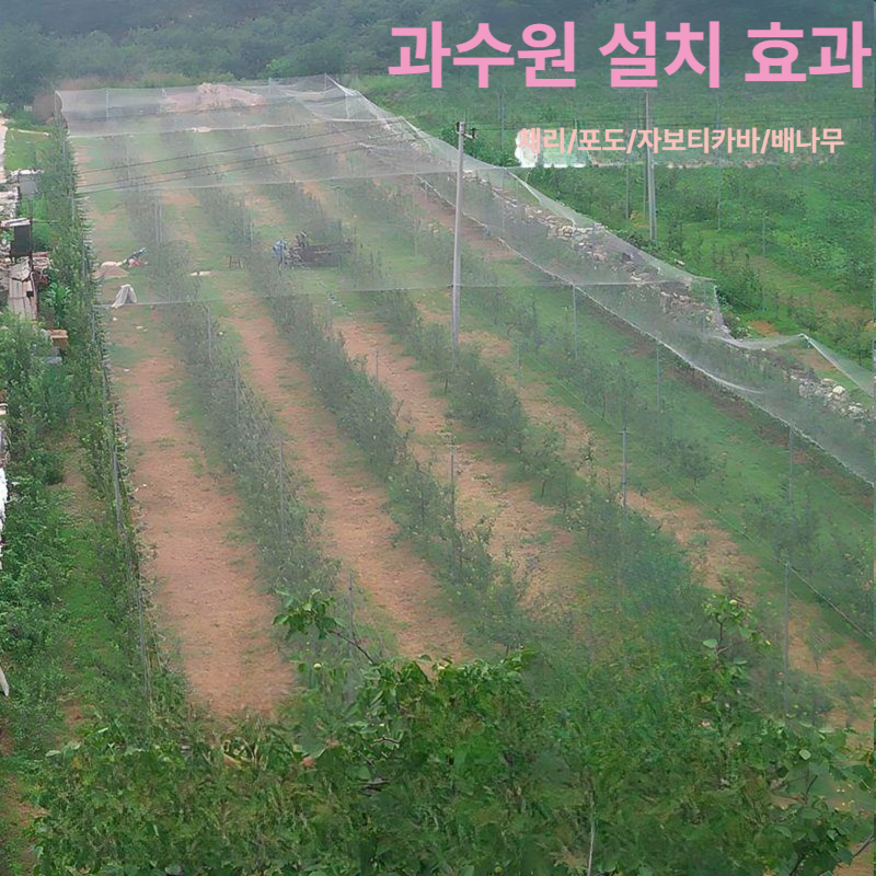 방조 농장 새그물망 퇴치 텃밭 비둘기 조류차단 과수 새망 농작물보호 식물 - 상세 이미지 2
