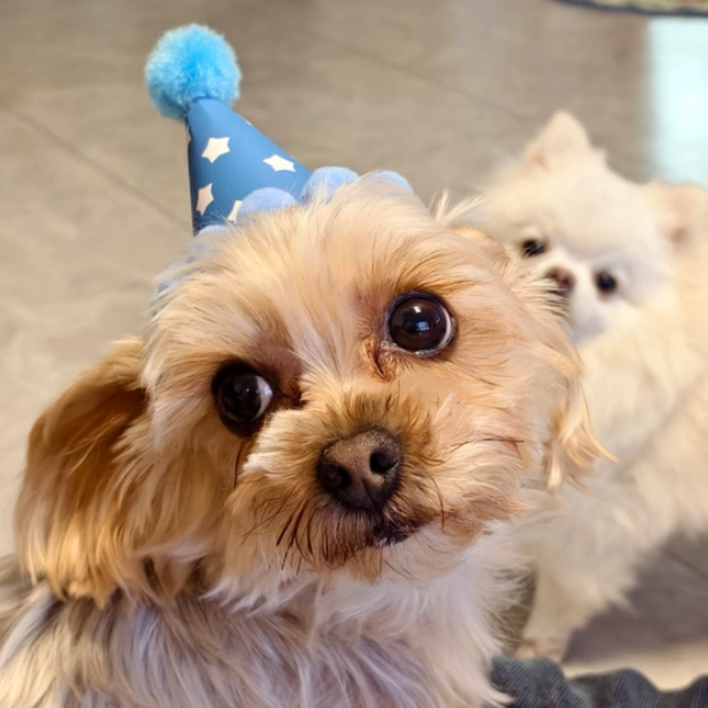 아이펫맘 강아지 고양이 생일 파티 고깔 모자 꼬깔 폼폼이 소품 - 상세 이미지 4