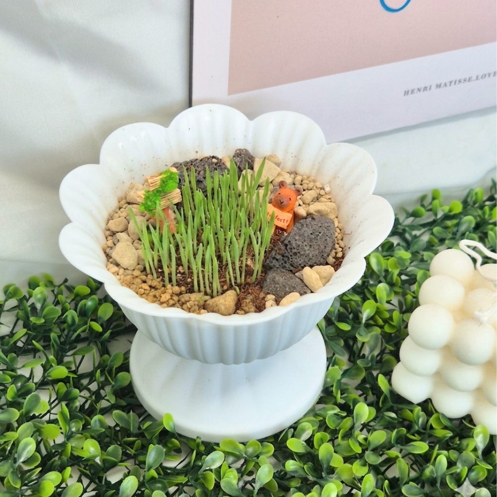 무순 새싹 채소 키우기 식물 행복 정원 키트 원예 재배 - 상세 이미지 2