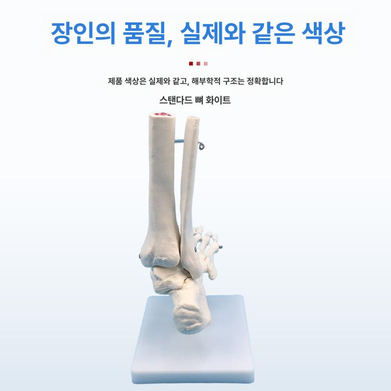 발뼈 인체모형 족골 교육용 골격 발 인대 모델 정형외과 과학 병원 복사뼈 고정형 - 상세 이미지 4